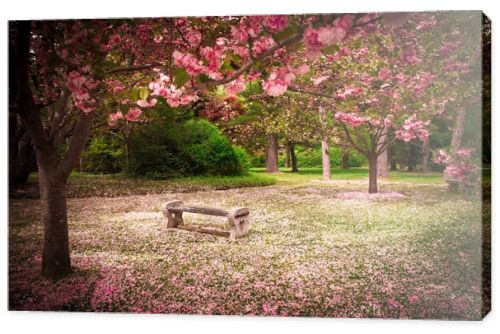 Cherry Blossoms and Bench