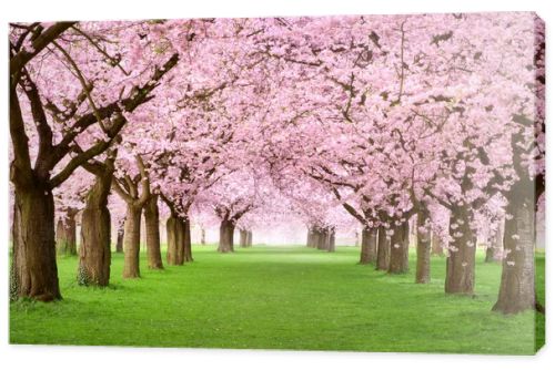 Gourgeous cherry trees in full blossom