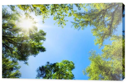 Treetops framing the sunny blue sky