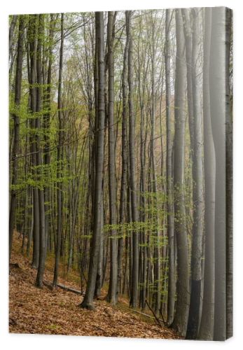 Trees on heel in mountain forest 