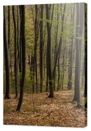 Trees with green leaves in mountain forest 