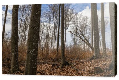 Trees on mountain hill and sky at background in autumn 