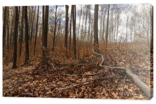 Fallen leaves on ground in mountain forest