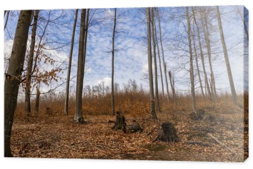 Dry fallen leaves on ground in mountain forest 