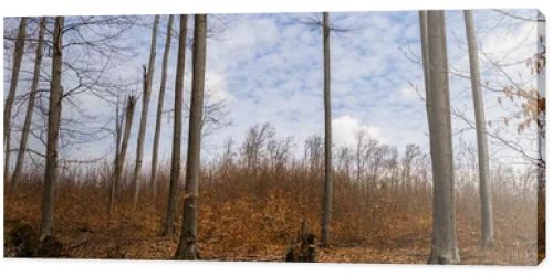 Trees in mountain forest and sky at background, banner 