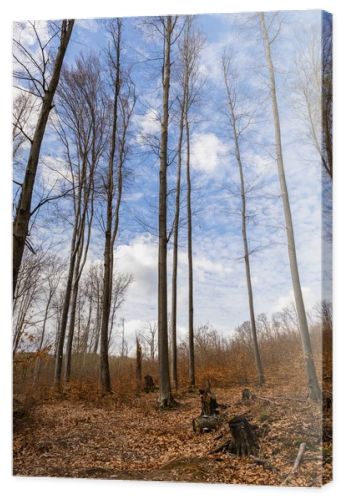Wide angle view of trees and sky in mountain forest 