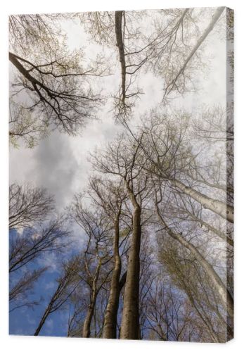 Bottom view of trees and sky in forest in autumn 