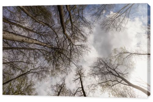 Bottom view of trees and sky in forest 