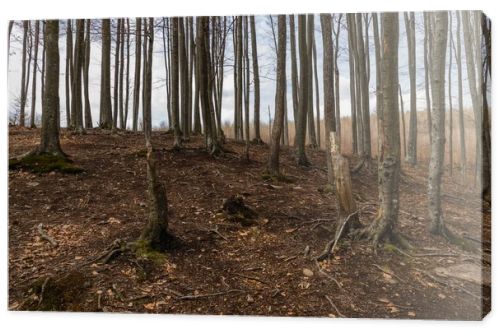 Forest on mountain hill in autumn 