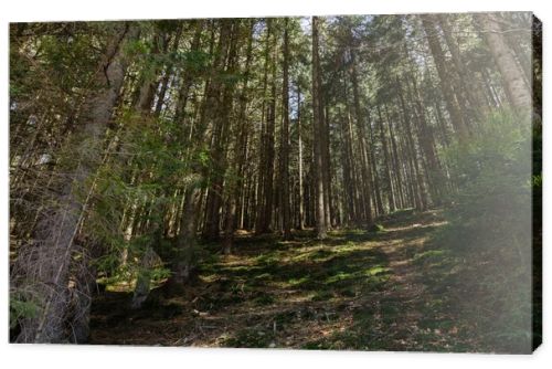 Scenic view of spruce forest with sunlight on ground 