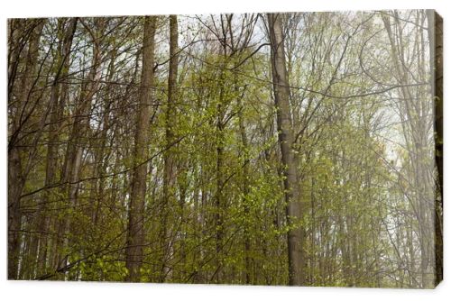 Tall trees in spring forest 