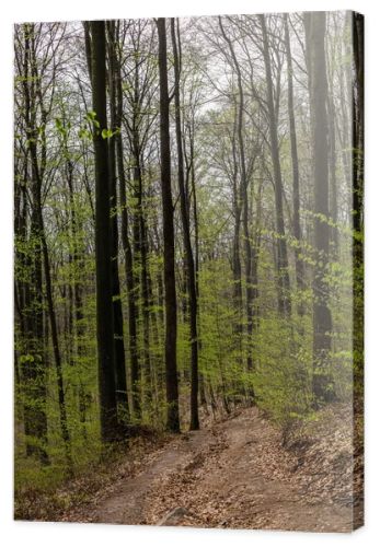 Dirty road with dry leaves in spring forest 