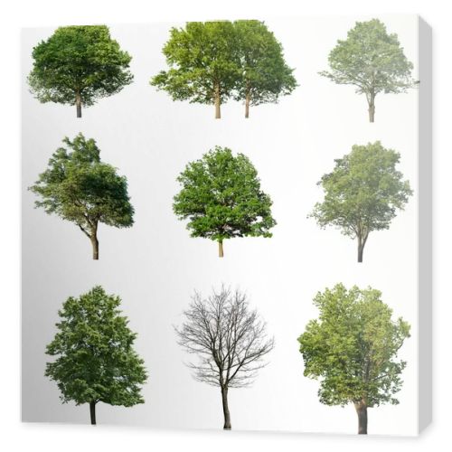 Trees isolated on white