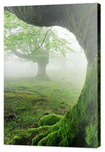 closeup of tree roots on forest