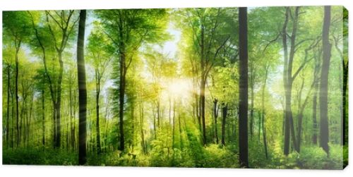 Forest panorama with rays of sunlight