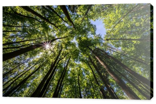 Trees in a forest from below with the sun ultra wide