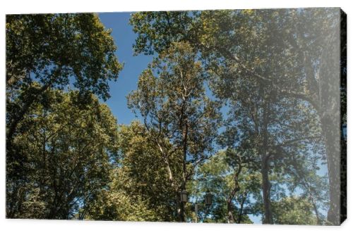 Low angle view of trees and lantern with blue sky at background 