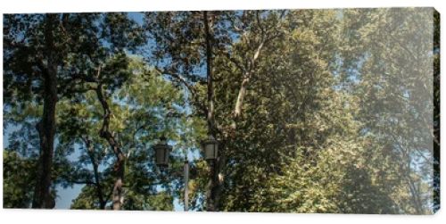 Lantern and trees with blue sky at background, banner 