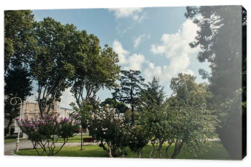 Blooming bushes on urban street in city