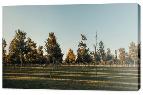 plantation of young sycamores on green lawn
