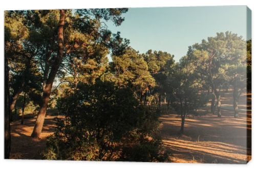 high pine trees against blue sky in sunny weather