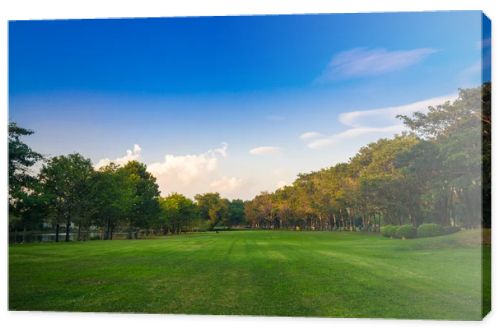 Green park with lawn and trees in a city