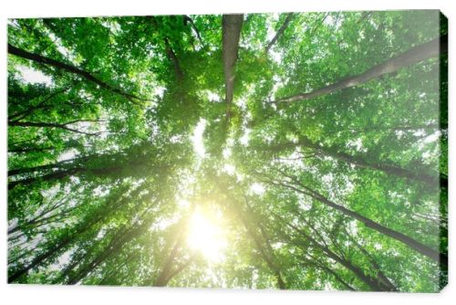 forest trees. nature green wood sunlight backgrounds