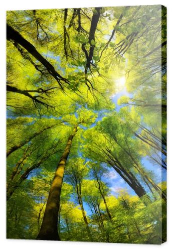 Majestic super wide angle upwards view to the canopy in a beech forest with fresh green foliage, sun rays and clear blue sky