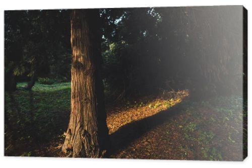 trees in autumn forest