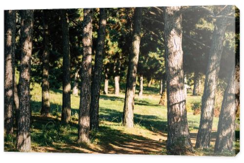 trees in autumn forest