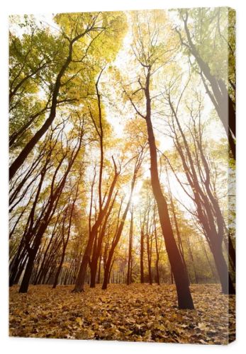 autumn forest on sunny day