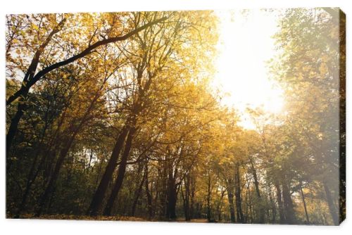 autumn park with golden trees