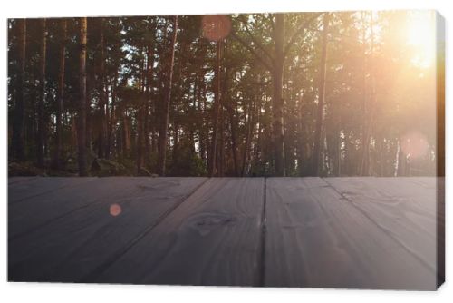 summer forest at sunset