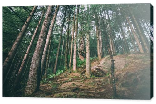 low angle view of beautiful evergreen trees growing in Indian Himalayas, Manali