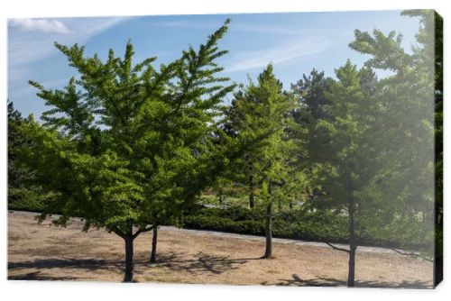 Evergreen trees in park and blue sky at background