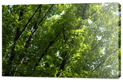 Green foliage on tree branches at summertime