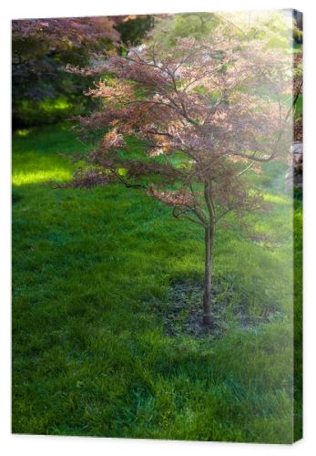 Autumnal trees with sunlight on green grass of lawn 