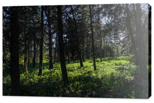 Trees and green grass with sunlight in forest