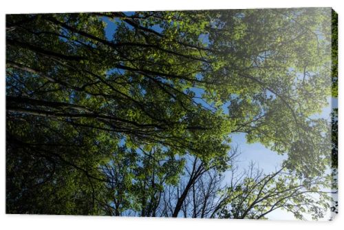 Bottom view of trees with green foliage and blue sky at background