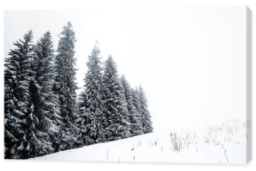 pine trees forest covered with snow on hill with white sky on background