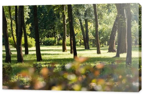 selective focus of trees with green leaves in peaceful park