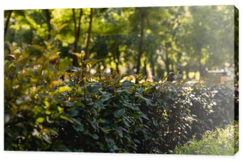 selective focus of sunshine on green leaves in peaceful park 