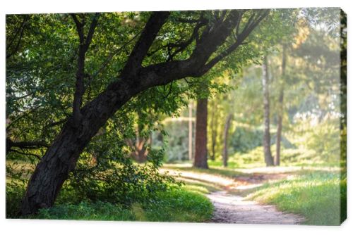 empty pathway in park with green trees and plants around