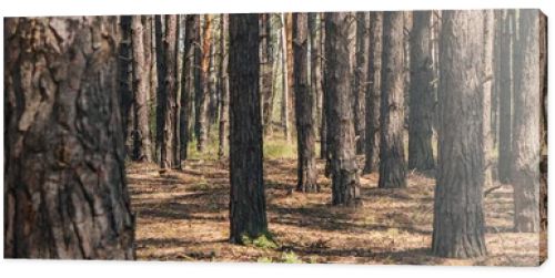 panoramic crop of tree trunks in summer woods 