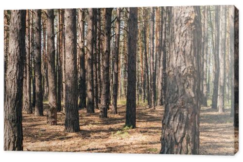 selective focus of tree trunks in summer woods 