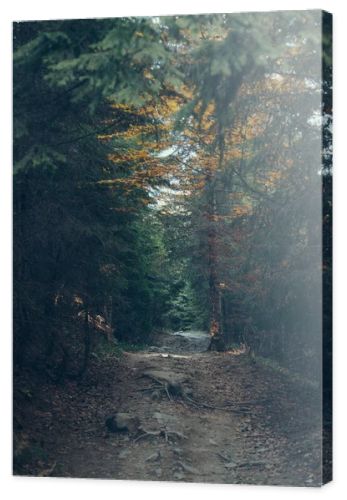 dramatic view of beautiful green forest in Carpathians, Ukraine