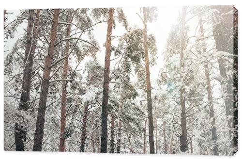 Scenic view of pine trees covered with snow in winter forest