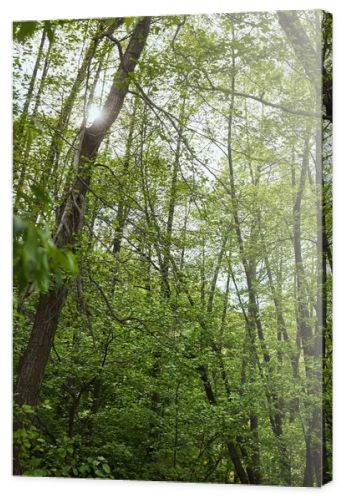 Low angle view of green forest with leaves trees