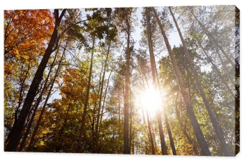 sun, trees with yellow and green leaves in autumnal park at day 