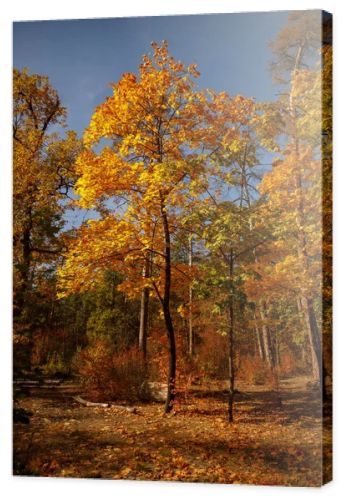 trees with yellow and green leaves in autumnal park at day 